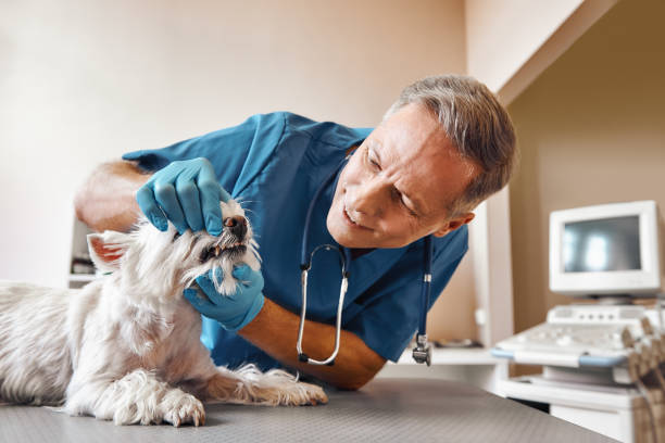 Best Urgent Dental Care in Stafford Springs, CT